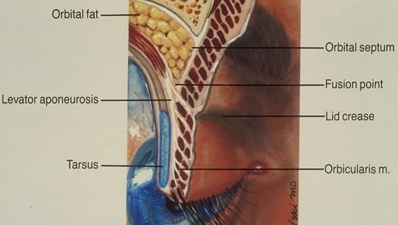 eyelid anatomy illustration